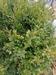 Buxus sempervirens