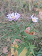 Symphyotrichum
