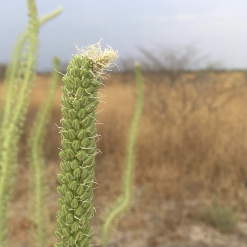 Drimia altissima image