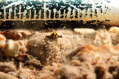 Colpodaspis thompsoni