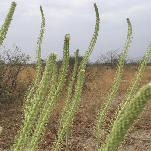 Drimia altissima image