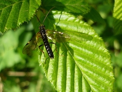 Tenthredopsis tarsata