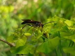 Tenthredopsis tarsata