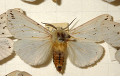 Spilosoma lutea