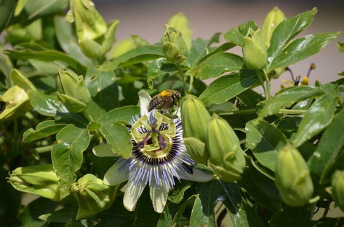Passiflora caerulea