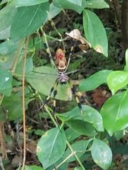 Trichonephila clavipes image