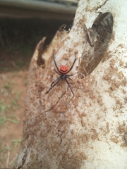Latrodectus renivulvatus