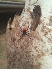 Latrodectus renivulvatus