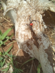 Latrodectus renivulvatus