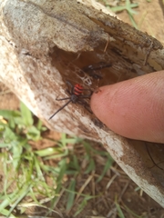 Latrodectus renivulvatus