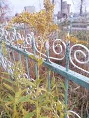Solidago canadensis