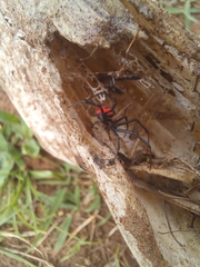 Latrodectus renivulvatus
