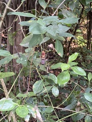 Trichonephila clavipes image