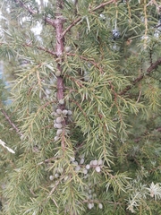 Juniperus communis