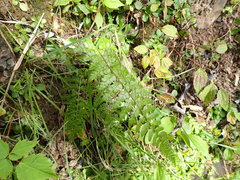 Polystichum makinoi