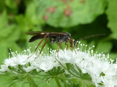 Tenthredopsis tarsata