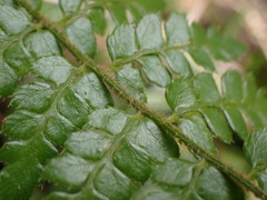 Polystichum makinoi
