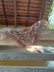 Attacus