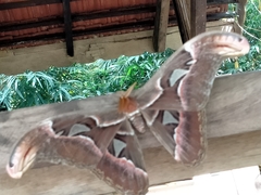 Attacus