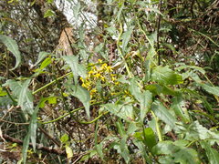 Senecio scandens incisus