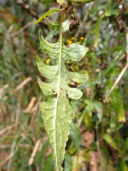 Senecio scandens incisus