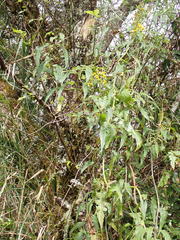 Senecio scandens incisus