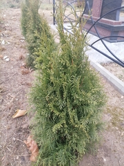 Thuja occidentalis