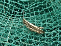 Chorthippus brunneus