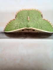 Comibaena leucospilata