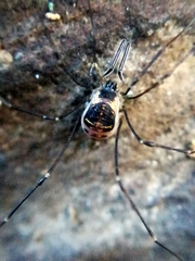 Mitostoma chrysomelas