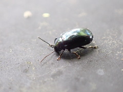 Phratora similis