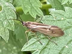 Anabolia