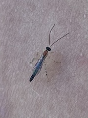 Calliephialtes grapholithae