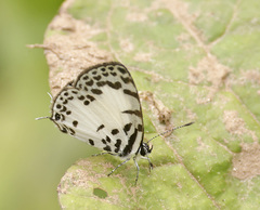 Tuxentius margaritaceus