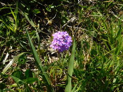 Glandularia dissecta