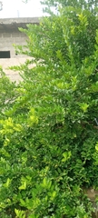 Citrus