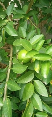 Citrus