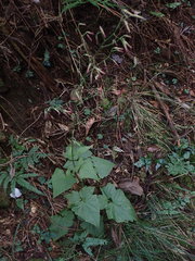 Notoseris melanantha