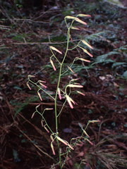 Notoseris melanantha