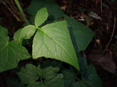 Notoseris melanantha