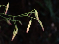 Notoseris melanantha
