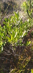 Olea exasperata