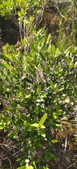 Olea exasperata