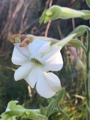 Nicotiana alata