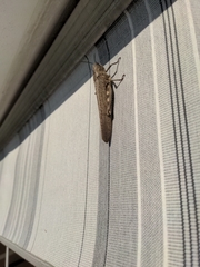 Anacridium aegyptium