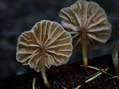 Marasmiellus dendroegrus