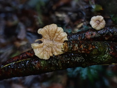 Marasmiellus dendroegrus