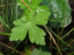 Geranium nepalense thunbergii