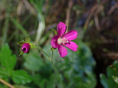 Geranium nepalense thunbergii