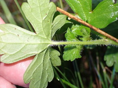 Geranium nepalense thunbergii
